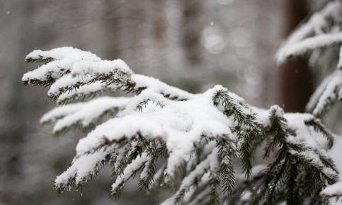 Прогноз погоды в Амурской области на 30 ноября (ПАЗЛ):