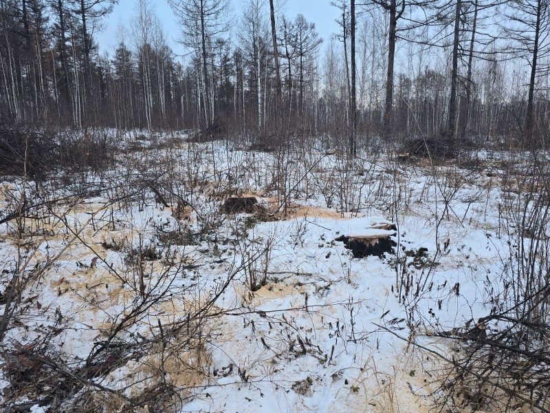Ущерб 280 000 рублей: амурчанин незаконно срубил деревья Ущерб 280 000 рублей: амурчанин незаконно срубил деревья