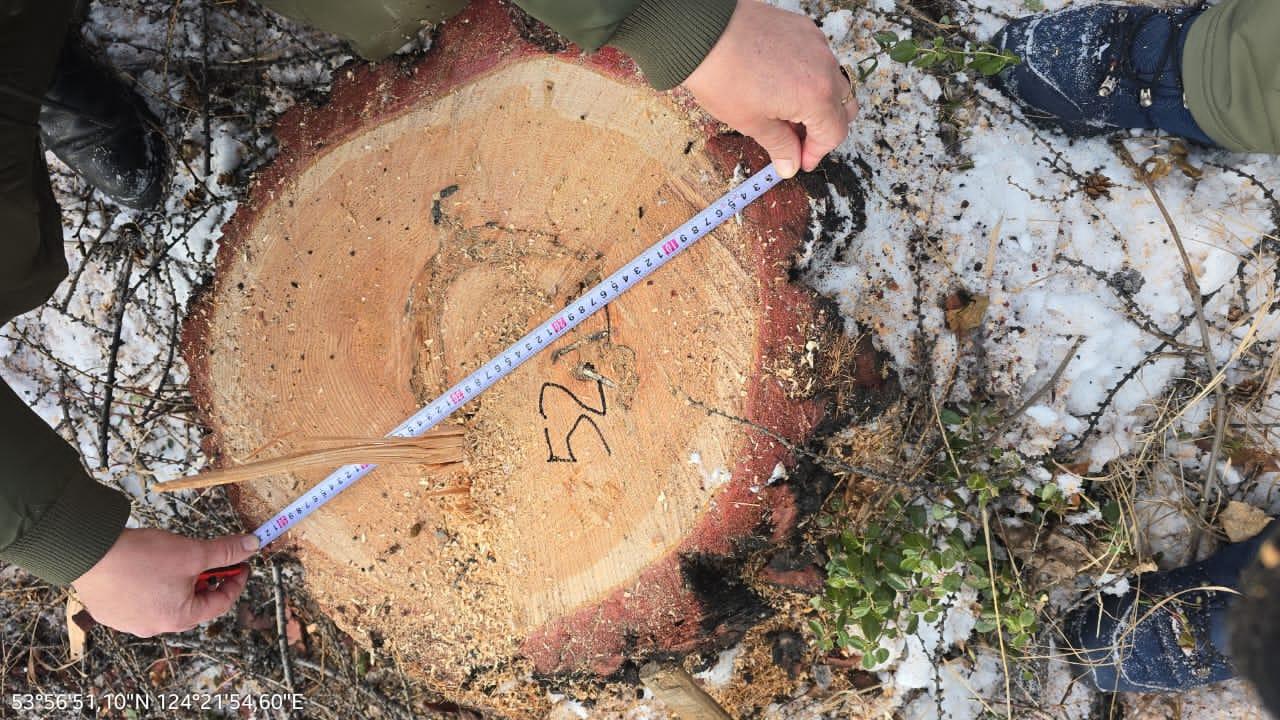 Следователем ОМВД России «Сковородинский» возбуждено уголовное дело по факту незаконной рубки лесных насаждений, совершённой в особо крупном размере