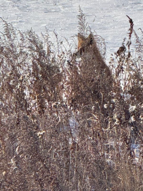 Лисий сезон: рыжие плутовки всё чаще попадаются на глаза амурчанам