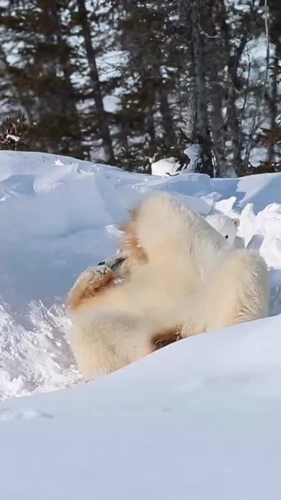 Доброе утро! . Иногда, выходя на заснеженную улицу, сложно удержаться