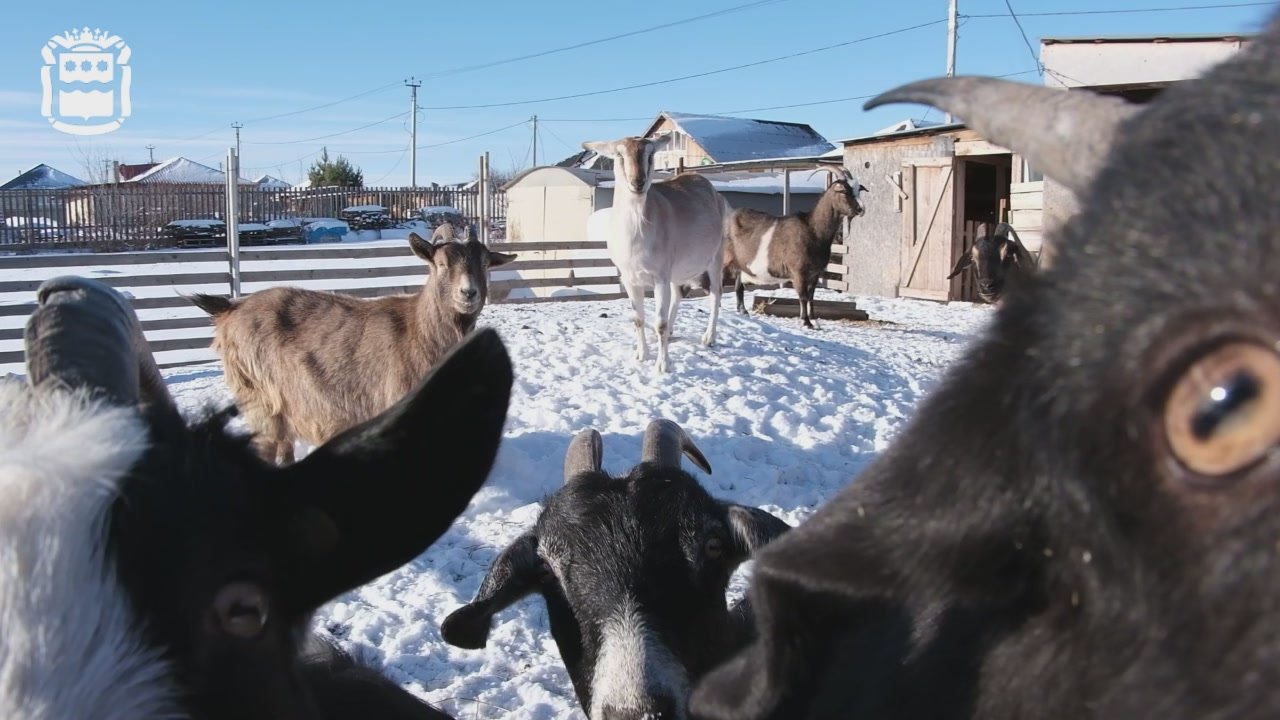 «Всегда найдется мамочка, у которой пропало молоко»: ветеран СВО развивает экоферму в Благовещенском округе