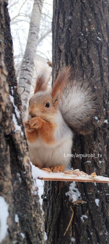 Этим морозным утром завтракаем вместе с рыжей красоткой