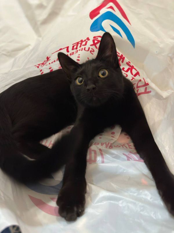 Лучший будильник — кот в шуршащем пакете