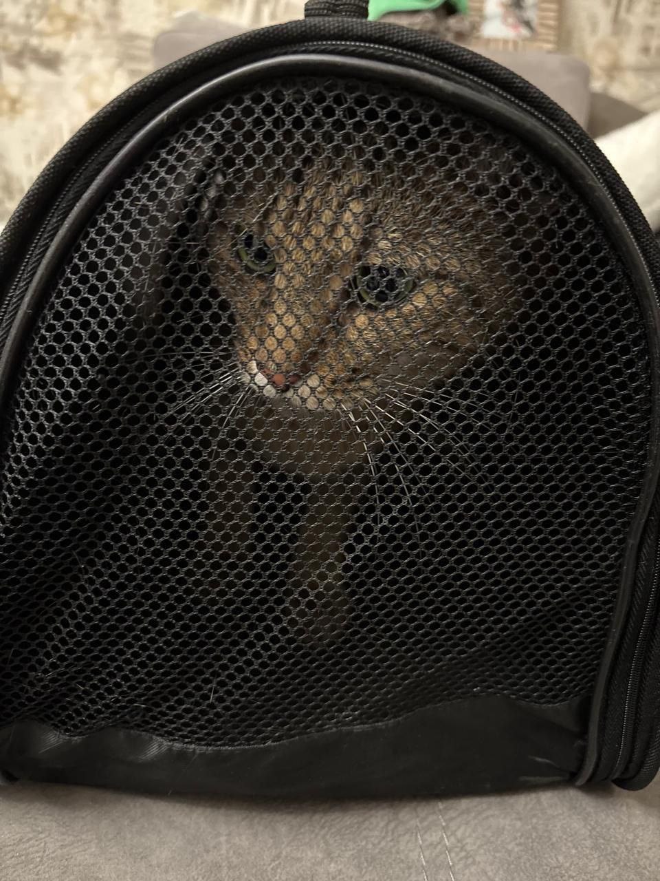 Кота из Москвы по кличке Федос, потерявшегося в поезде неделю назад, нашли