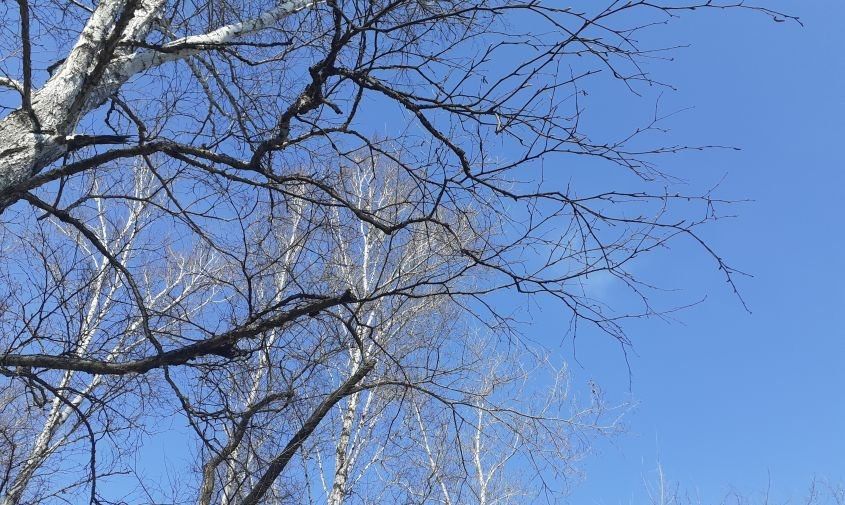 Прогноз погоды в Амурской области на 3 декабря (ПАЗЛ):