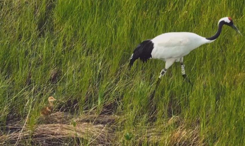 На фильм об известной в Приамурье японской журавлихе Снежинке собрали больше половины средств