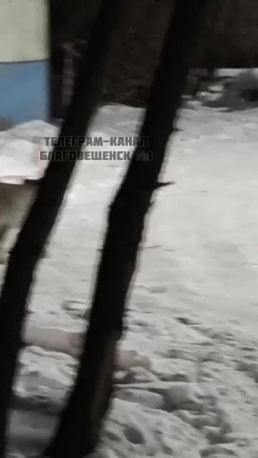 Ещё одна рысь посетила Благовещенск