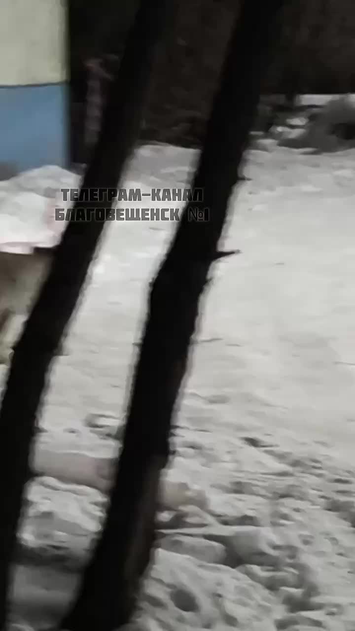 Ещё одна рысь посетила Благовещенск