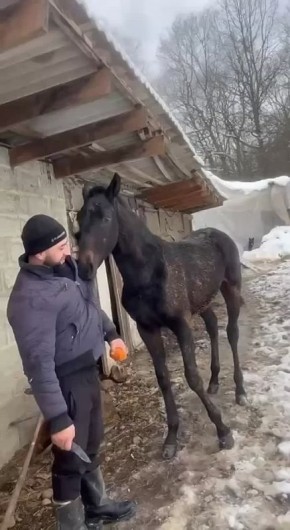 Доброе утро!. Лошадиный рэкет
