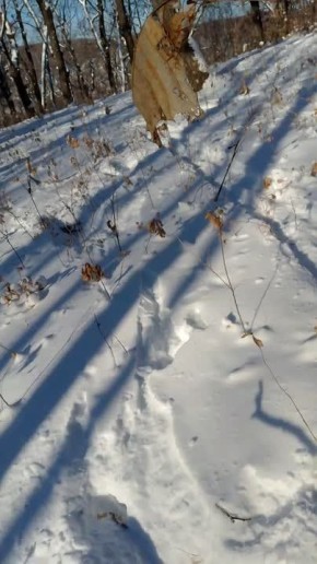 Настоящий детектив: в Хинганском заповеднике лесник по следам восстановил охоту рыси