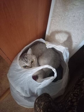 Муся определенно надежно спряталась