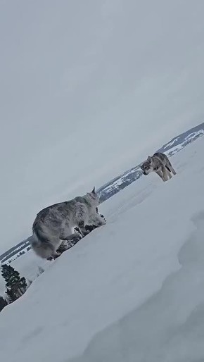 Доброе утро! . Встреча двух шикарных ребят: мейн-кун и волчья собака Сарлоса
