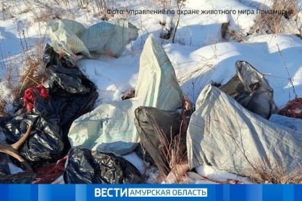 Почти полмиллиона рублей выплатят амурские браконьеры за незаконную охоту на лося и изюбря