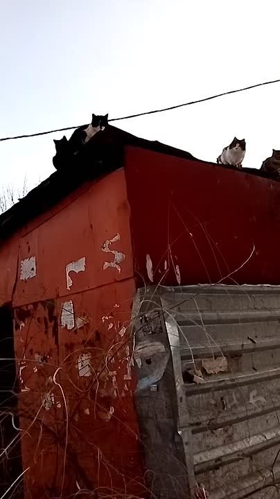 «Сердце разрывается»: в центре Благовещенска на крышах гаражей годами живут бездомные кошки