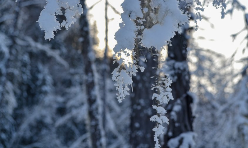 Прогноз погоды в Амурской области на 11 декабря (ПАЗЛ):
