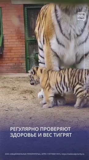 В Московском зоопарке на свет появились два очаровательных амурских тигрёнка