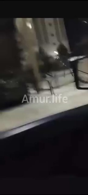 Вчера в 22:30 рысь гуляла на Калинина 52 в Благовещенске