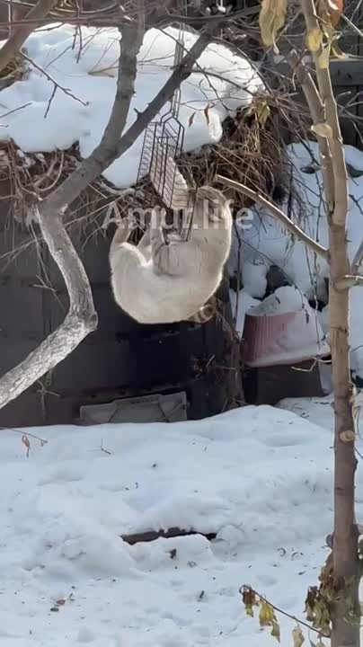 В садах Винзавода на одном из участков для синичек подвесили кусочек сала