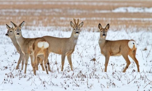Больше миллиона рублей заплатят амурские браконьеры за восемь убитых косуль