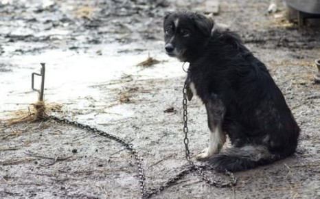 В голоде и холоде: амурчанин на своем участке возле леса посадил на цепь семь собак