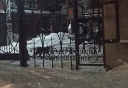 Сотрудники охотнадзора отловили рысь, которая гуляла по Благовещенску