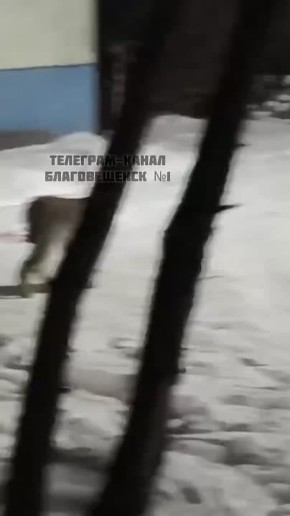 Сотрудники амурского охотнадзора отловили рысь на территории Благовещенска