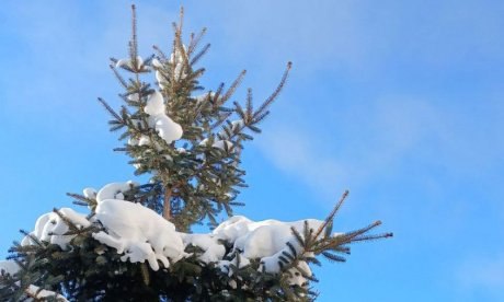 Прогноз погоды в Амурской области на 14 декабря (ПАЗЛ):