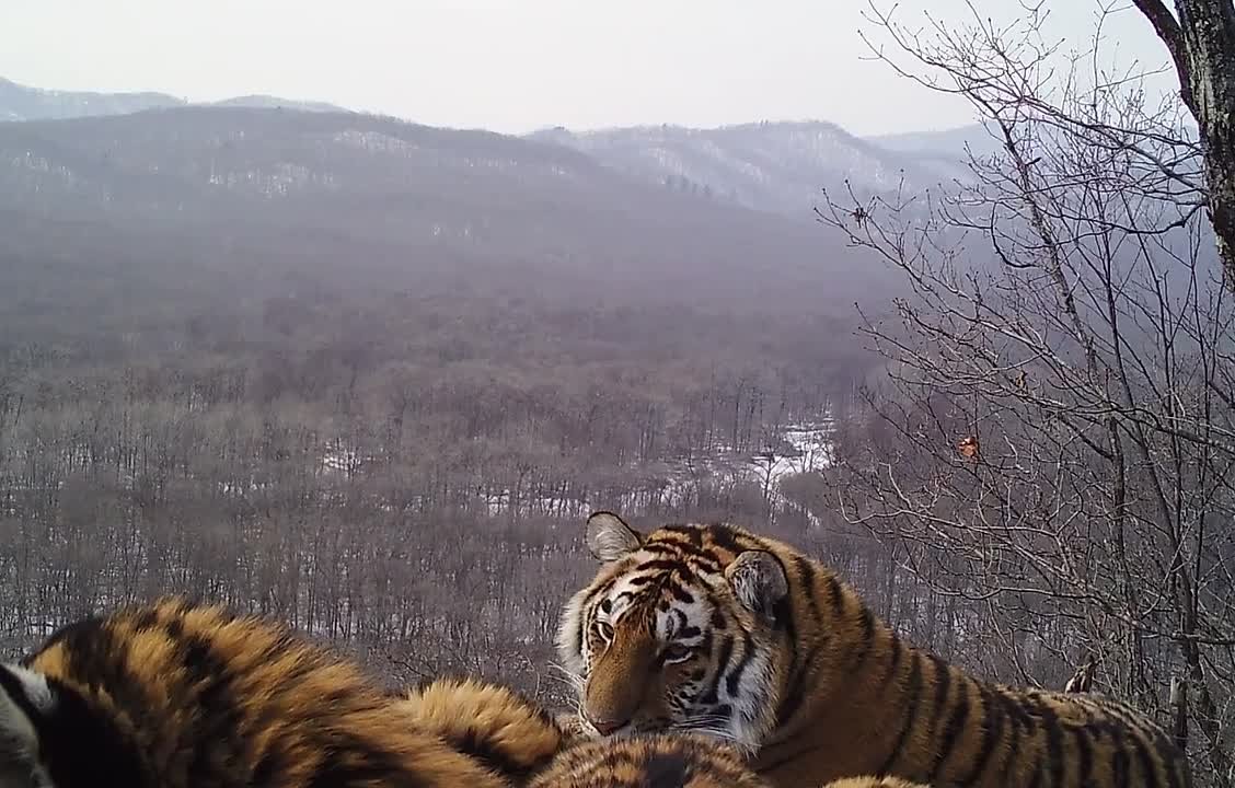 Каждый день – как выходной: чемпионы по сну среди хищников попал в фотоловушку в нацпарке Приморья