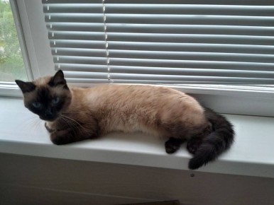 Доброе утро от Сими. Фото от читателей @ampravda