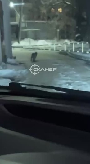 И снова здравствуйте. В редакцию Amur.life вновь прислали видео из центра города, где гуляла рысь