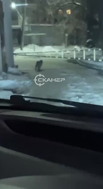 И снова здравствуйте. В редакцию Amur.life вновь прислали видео из центра города, где гуляла рысь