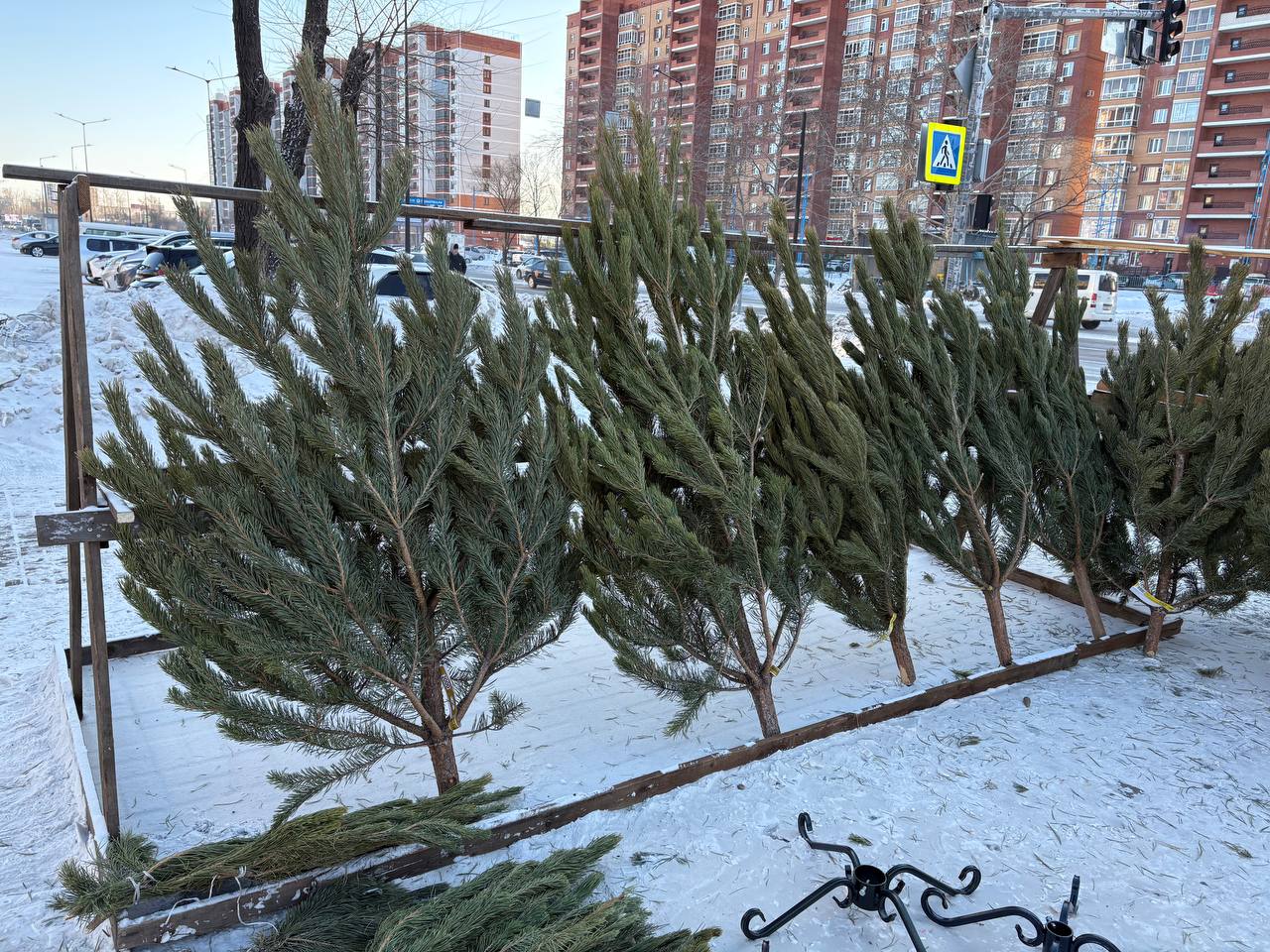 На улицах Благовещенска горожане заметили точки продаж новогодних деревьев На улицах Благовещенска горожане заметили точки продаж новогодних деревьев