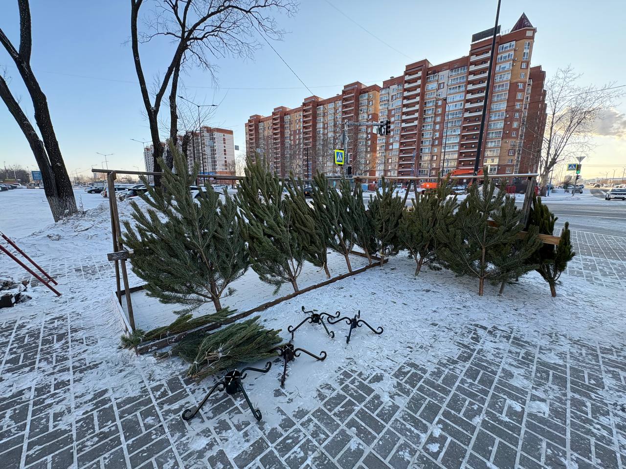 На улицах Благовещенска горожане заметили точки продаж новогодних деревьев