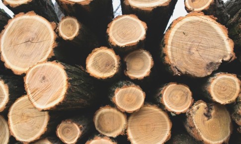 Названы районы Приамурья, где задержали больше всего «черных лесорубов»