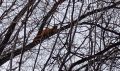 В Муравьевском заказнике рыжий колонок забрался на дерево и «притворился» белкой