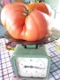 Топ сортов крупных помидоров, которые стоит попробовать в 2025 году