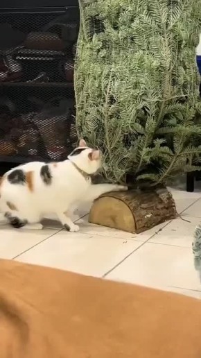 ������ ����!�. ���� ��� �� ������� ����������� ����������, �������, ���� ������