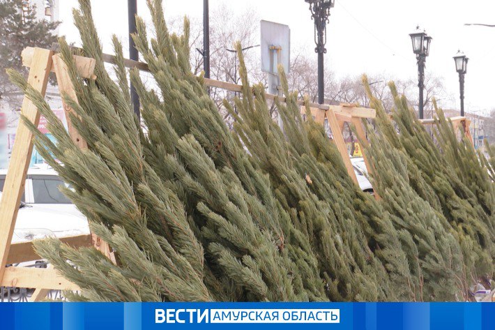 Продажа ёлок стартовала в Благовещенске
