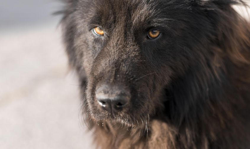 Администрацию Тынды обязали выплатить 50 000 рублей девочке, на которую напала стая собак