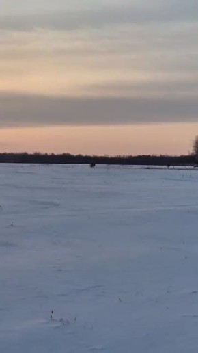 Вечернюю пробежку косулек в Октябрьском округе запечатлели специалисты управления по охране животного мира