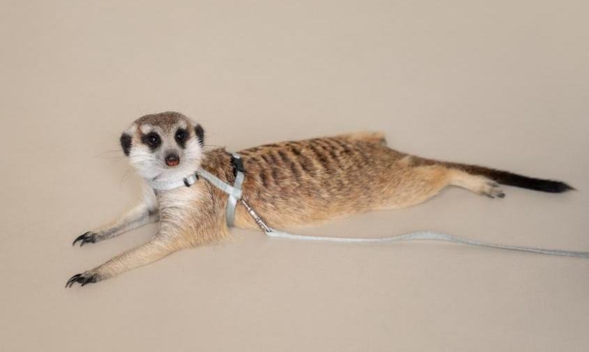 Запрещенные контактные зоопарки продолжают работать под видом антикафе и игровых комнат