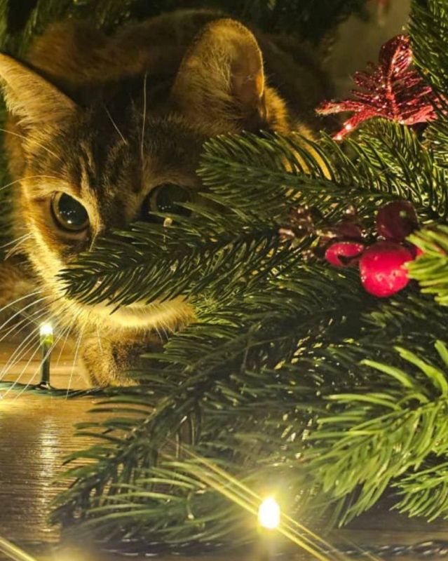 � ���� �� ������ ���� �������� ����� 12 ����