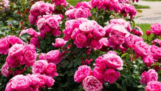 ���� ������ ������� ��� ����: ������������ ��������� ������� ������ �������