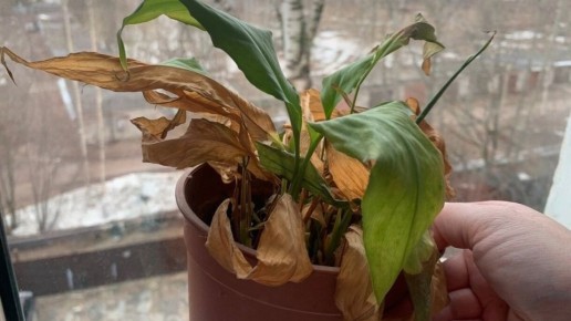 �����������: ��� ������ ����� ������ ��������� �����