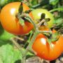 Томат Монгольский карлик: секреты успешного роста даже в штормовую погоду