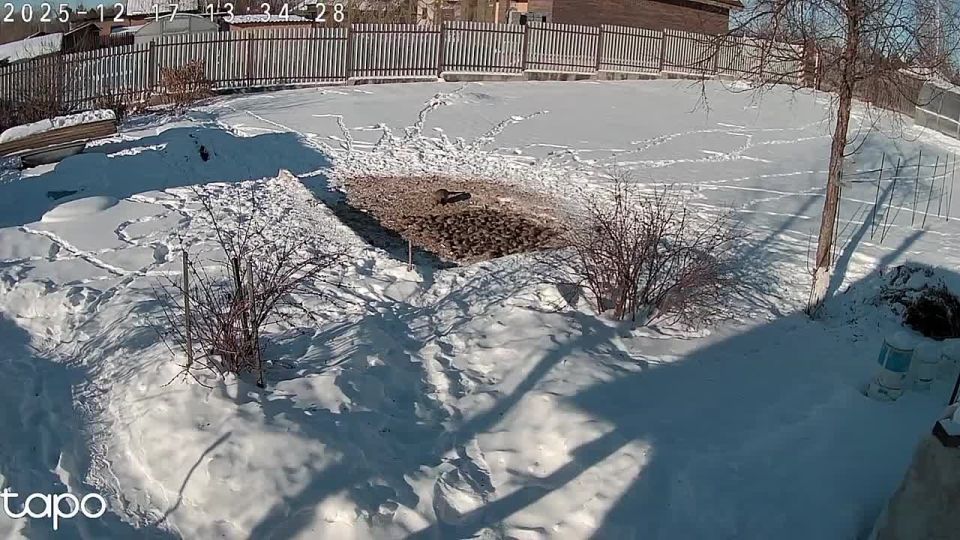 ��������� ����������: � ��������� ������� ���������� ���������� ���� � �������