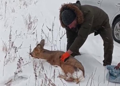 ������� �����������: ������� ������ ������� �� ������������� �����