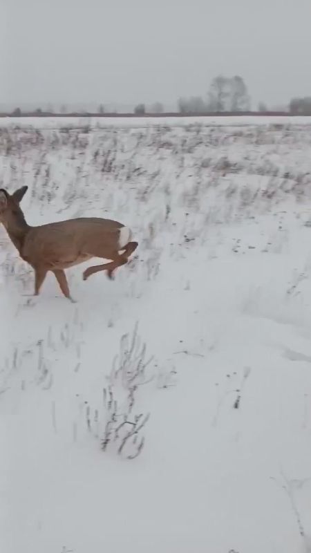 ��������� ����� ����������: � ������������ ����� ������ ������� ������