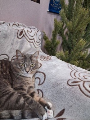 «Наряжать будем или что?». Утренний кот от читателей @ampravda